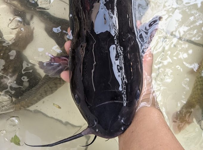 Lẩu Cá Sông (Lăng/Nheo)