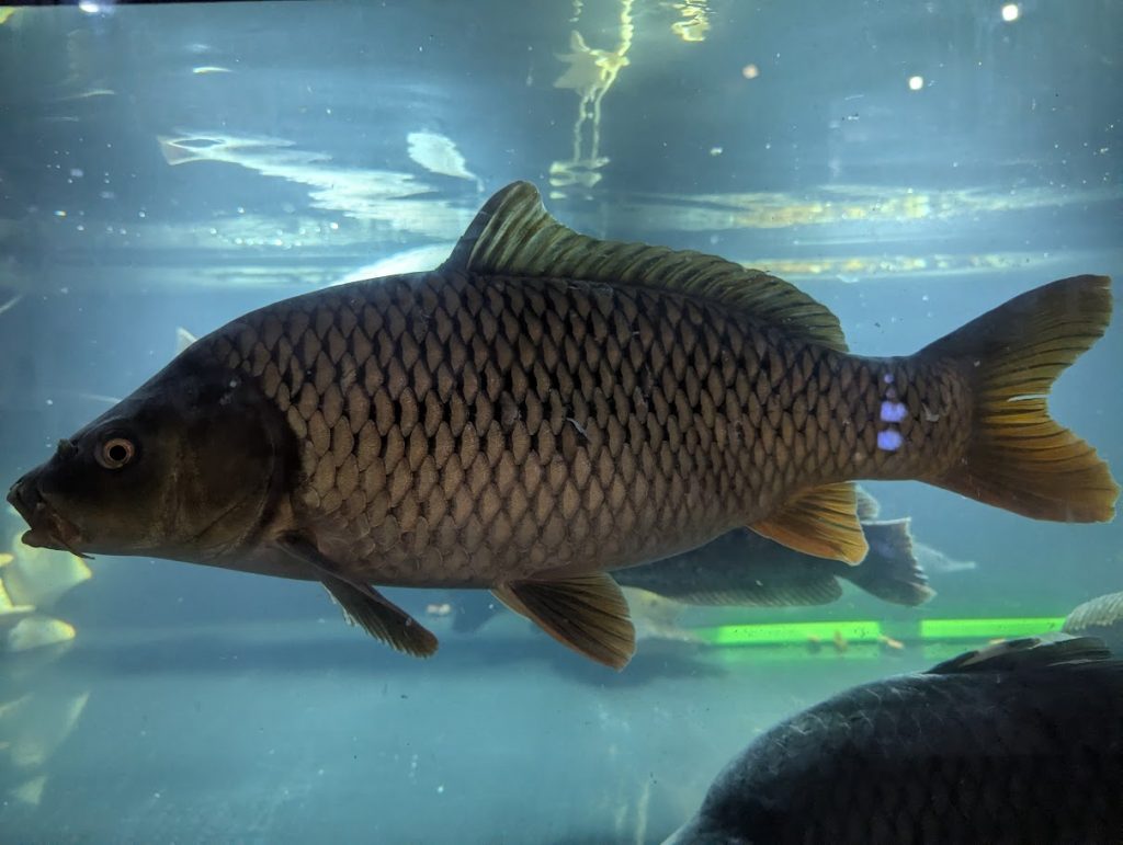 Lẩu Cá Chép Om Dưa